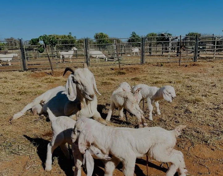  Goats for sale