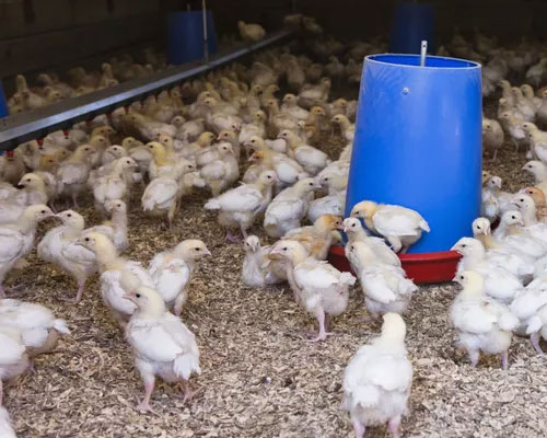 Cornish Crossed Broilers for sale