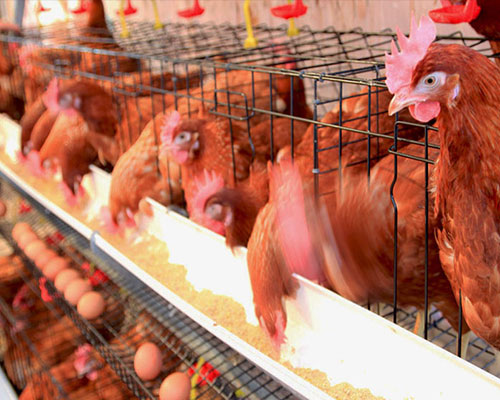 Layer Chickens for sale