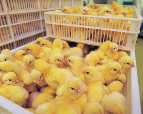 Grade AA Ross Chicks for sale