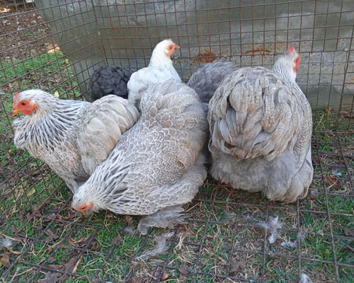 Chickens for sale