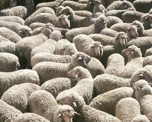 Merino Sheep for sale