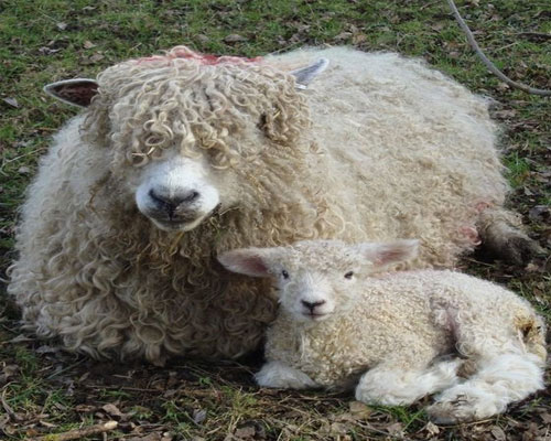 Lincoln Sheep for sale