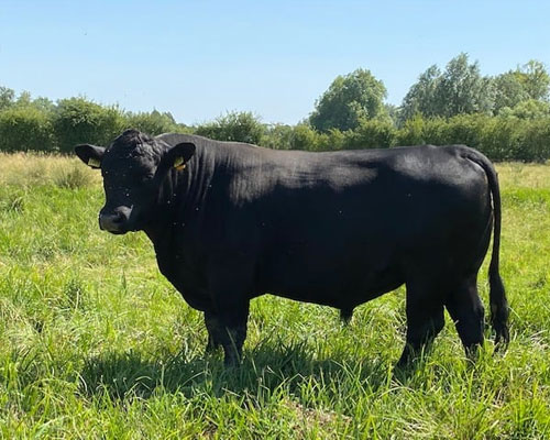 Aberdeen Angus for sale