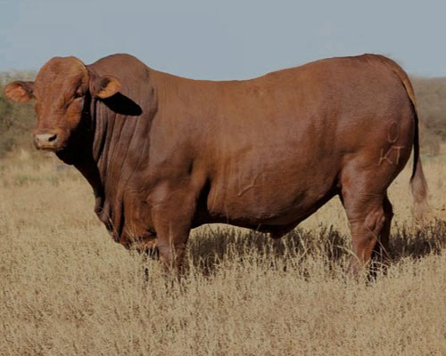 BeefMaster Cattle for sale