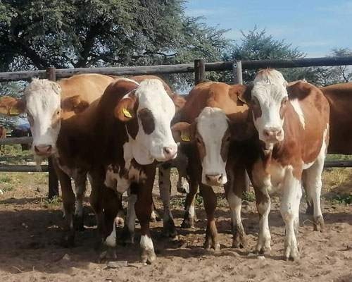 Simmentaler Cattle for Sale